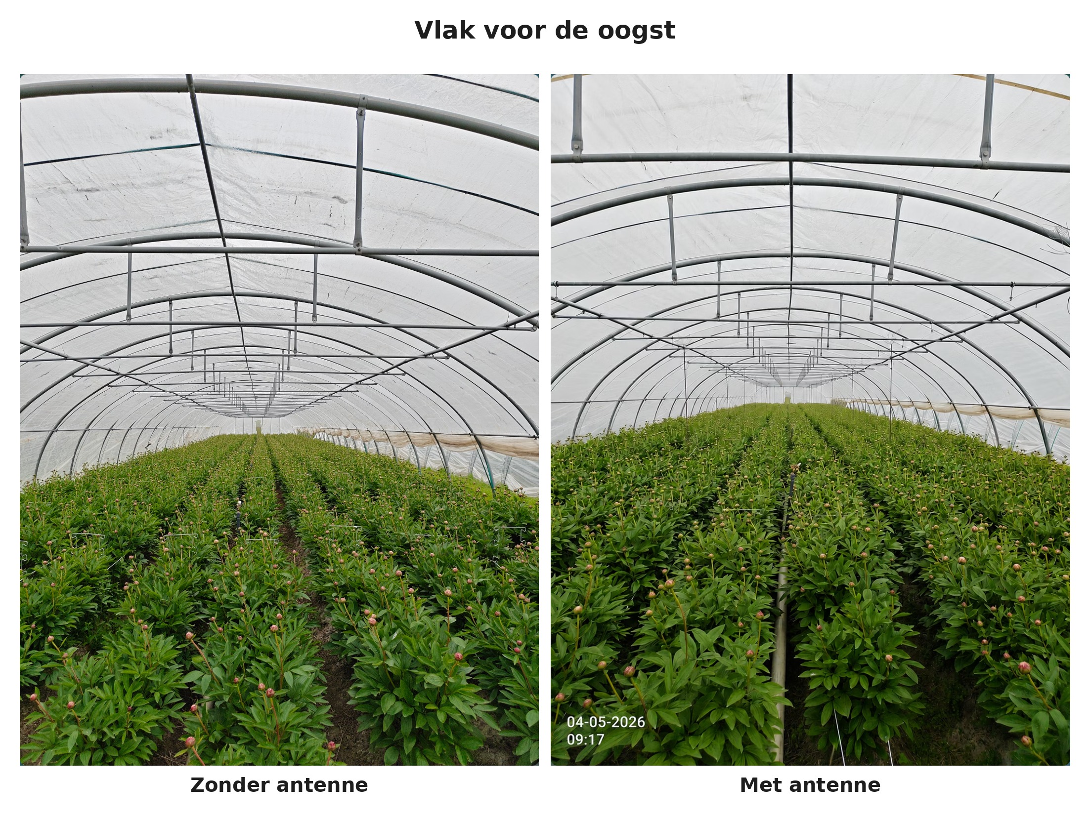 De twee kassen vlak voor de oogst